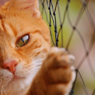 protection chat jardin