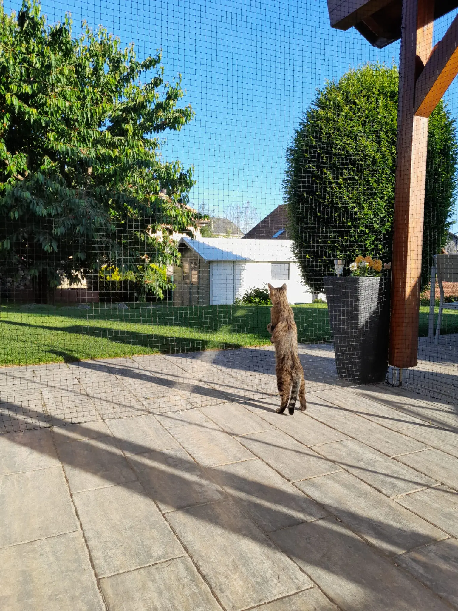 filet chat balcon suisse filet chat